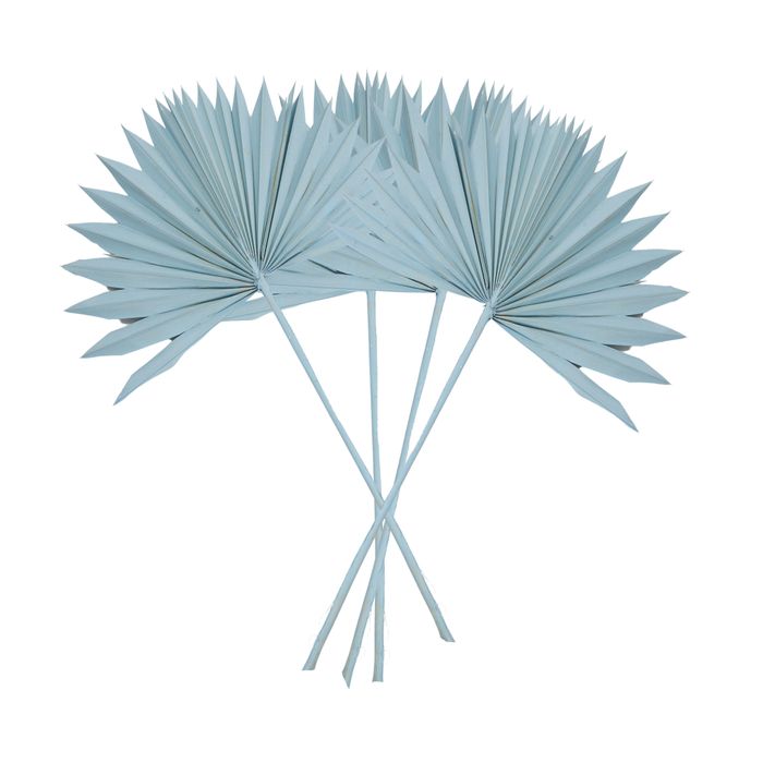 Sun Spear Palm Dried 45cm 4 Pc Lt Blue#