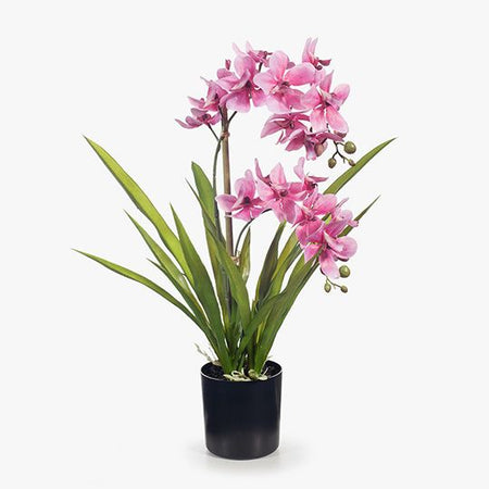 Orchid Ascocenda Pink in Pot 51cmh