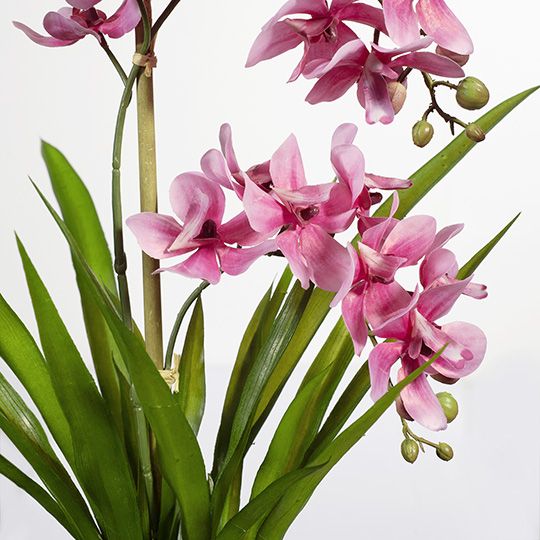 Orchid Ascocenda Pink in Pot 51cm - Each