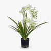 Orchid Ascocenda Soft Green in Pot 51cmh