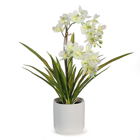 Orchid Ascocenda Soft Green in Pot 51cm - Each