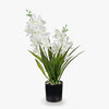 Orchid Ascocenda White in Pot 51cmh