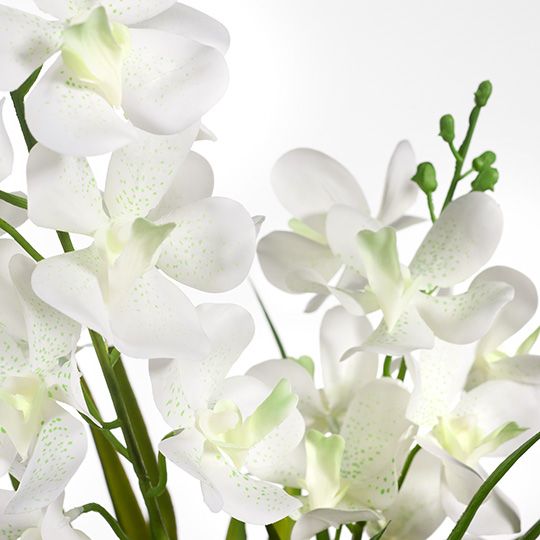 Orchid Ascocenda White in Pot 51cm - Each