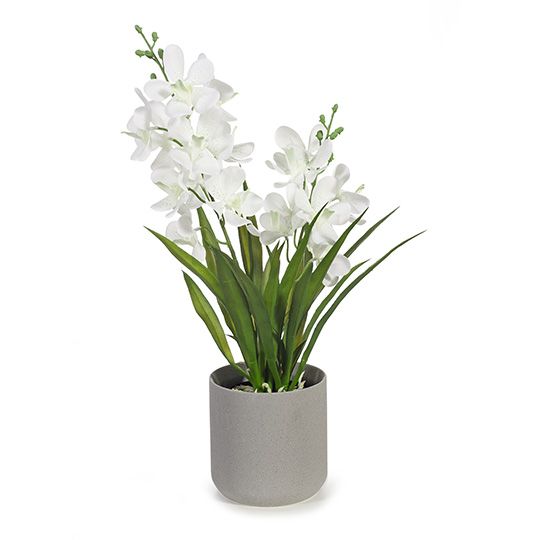 Orchid Ascocenda White in Pot 51cm - Each