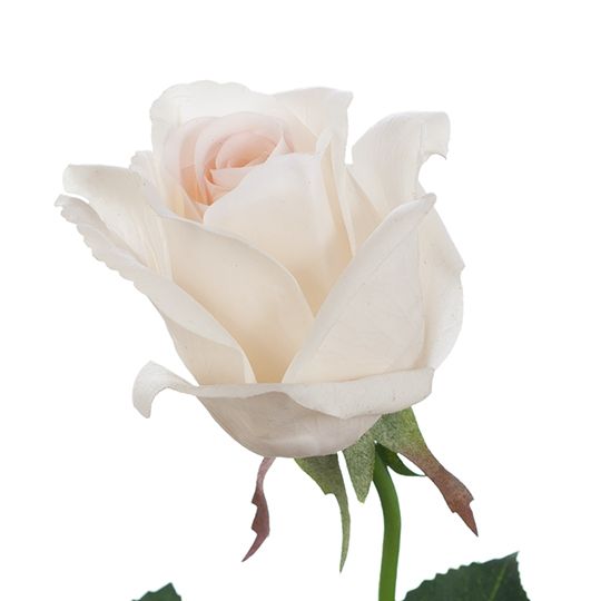 Fresh Touch Rose Yvie Ivory - Each